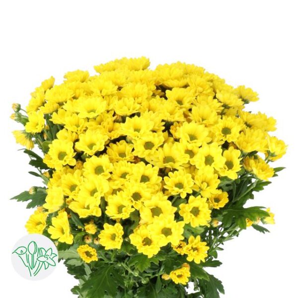 Chrysanthemum Santini Rossi Sunny