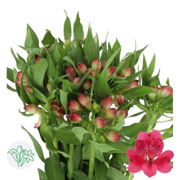 Alstroemeria Rome