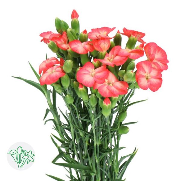 Carnation Solomio Spray Fen
