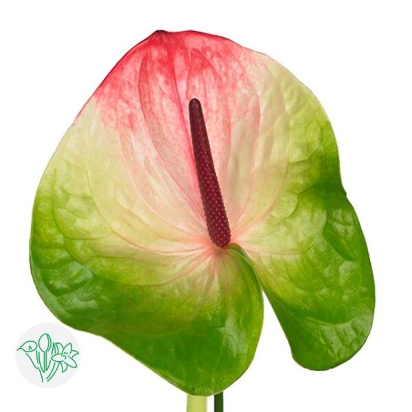 Anthurium Zafira