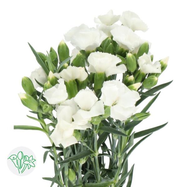 Carnation Solomio Spray Ken