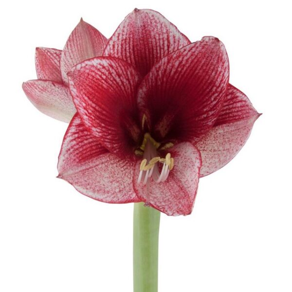 Amaryllis Maestro