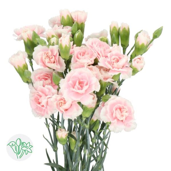 Carnation Spray Light Pink Tessino