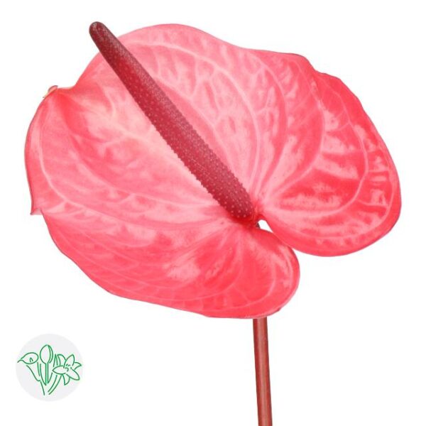 Anthurium Candy