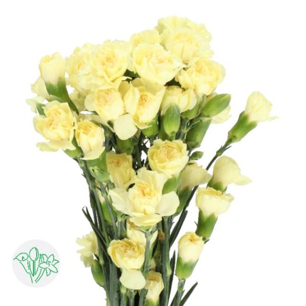 Carnation Spray Xanthe Select
