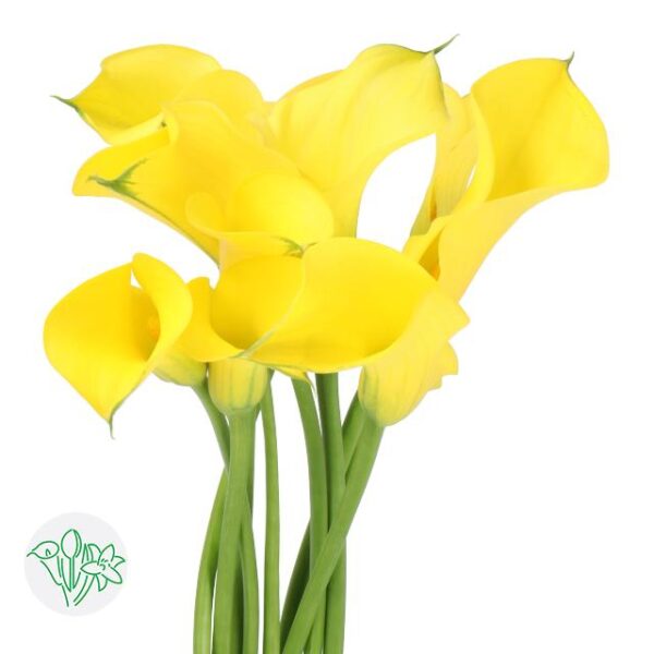 Calla Gold Medal