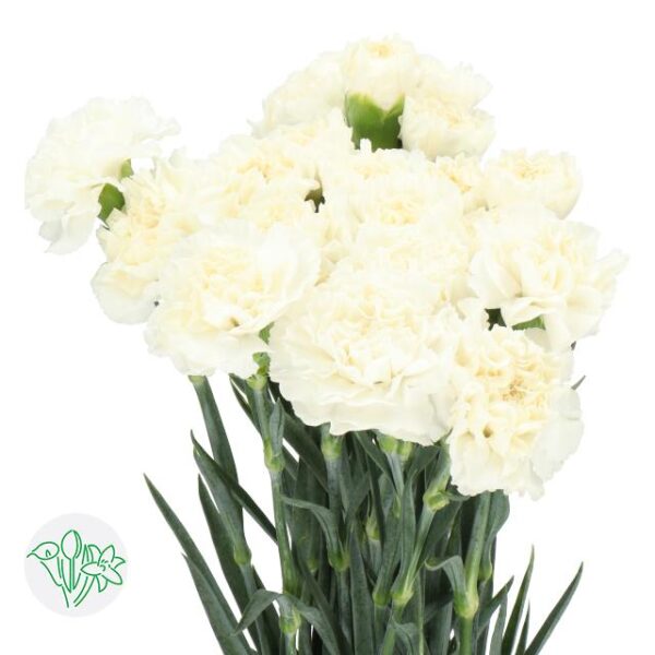 Carnation Everest