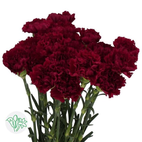 Carnation Zurigo