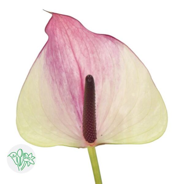 Anthurium Maxima Violeta