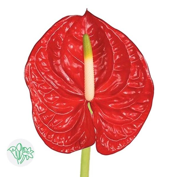 Anthurium Eterno