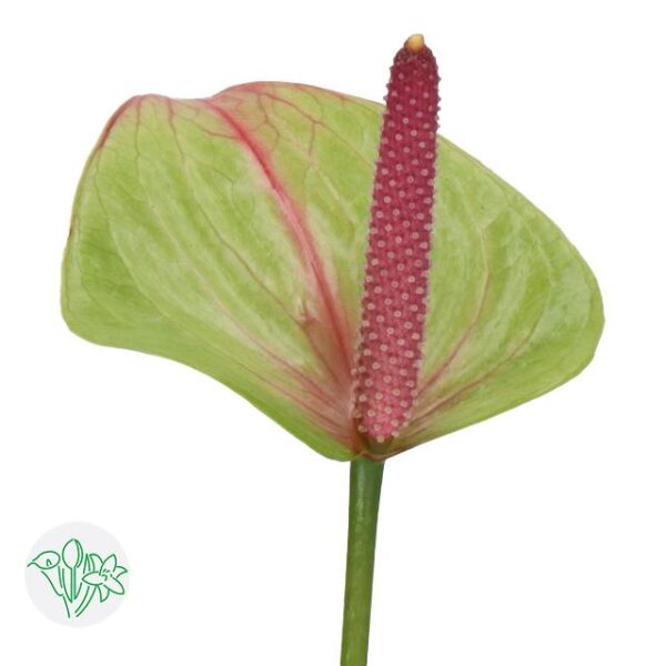 Anthurium Lovely Jaguar Green