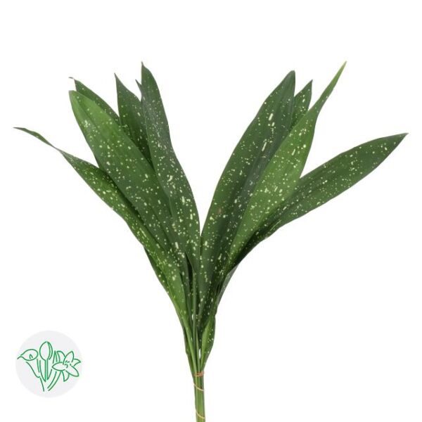 Aspidistra Leaf Milky Way