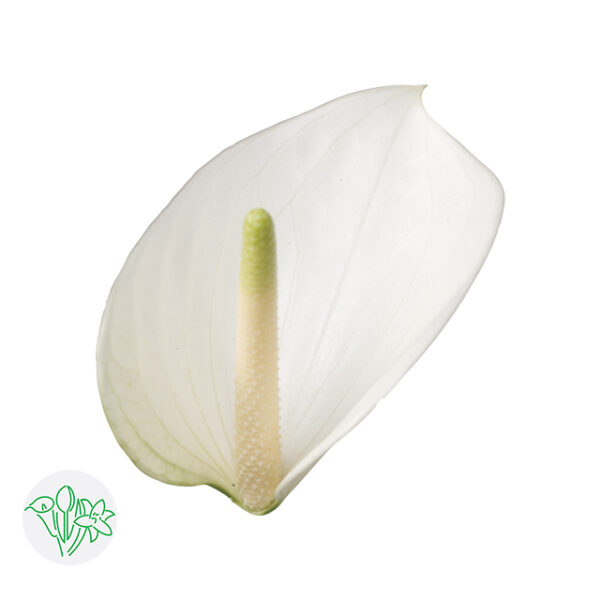Anthurium Whisper