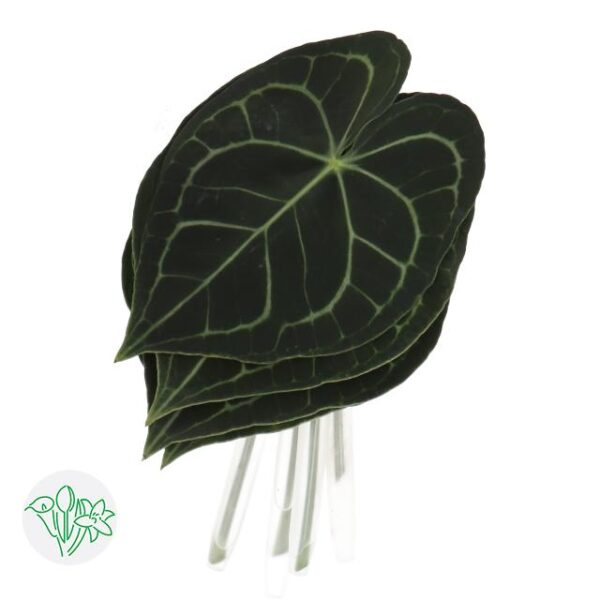 Anthurium Leaf Clarinervium