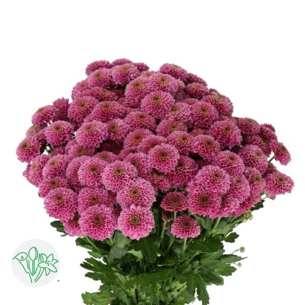 Chrysanthemum Santini Doria