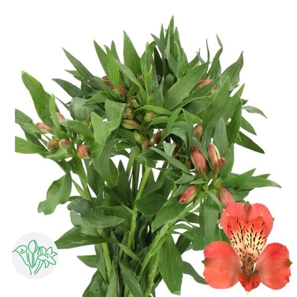 Alstroemeria Estee