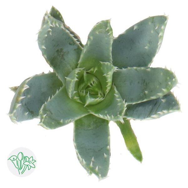 Aloe Brevifolia
