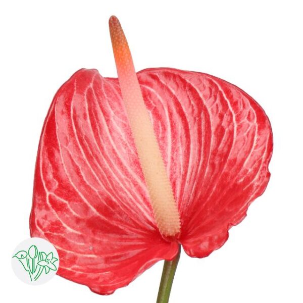 Anthurium Singita
