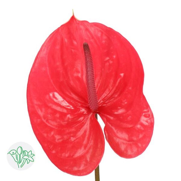 Anthurium Enjoy