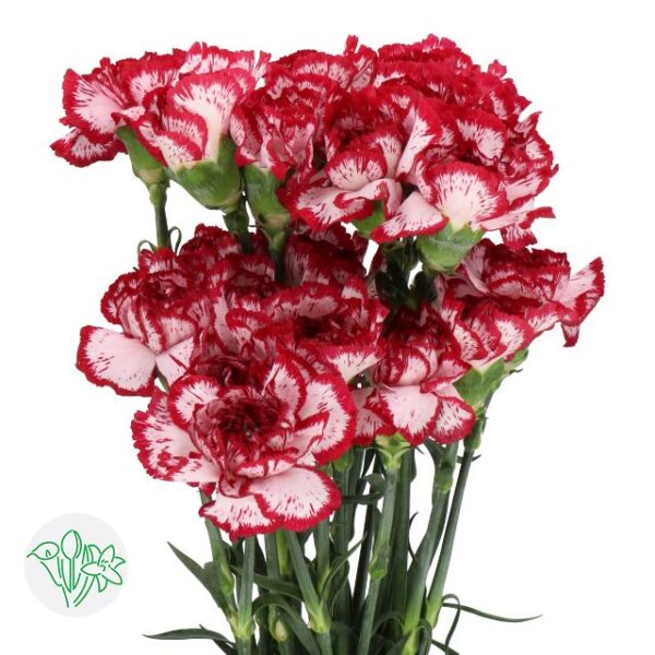 Carnation Bacarat