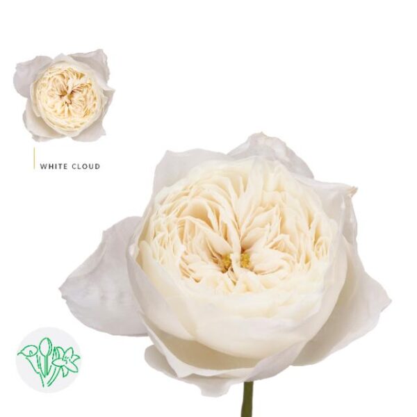 Rose Garden White Cloud