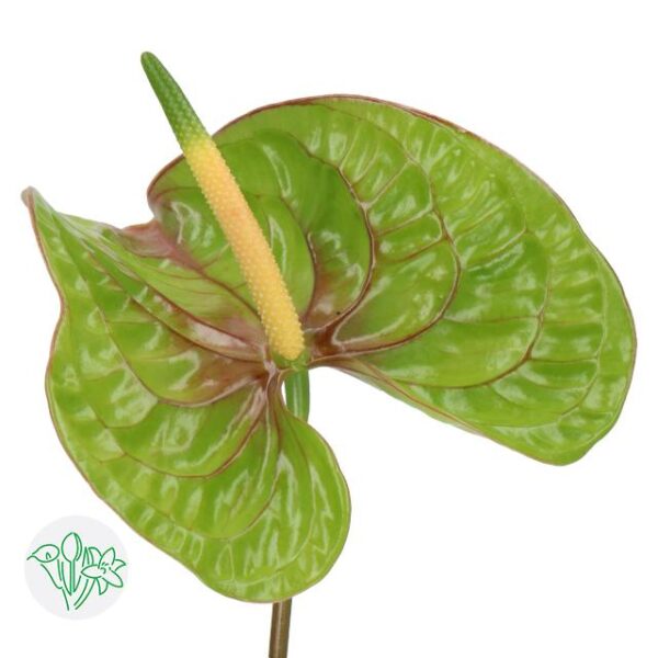 Anthurium Elixer