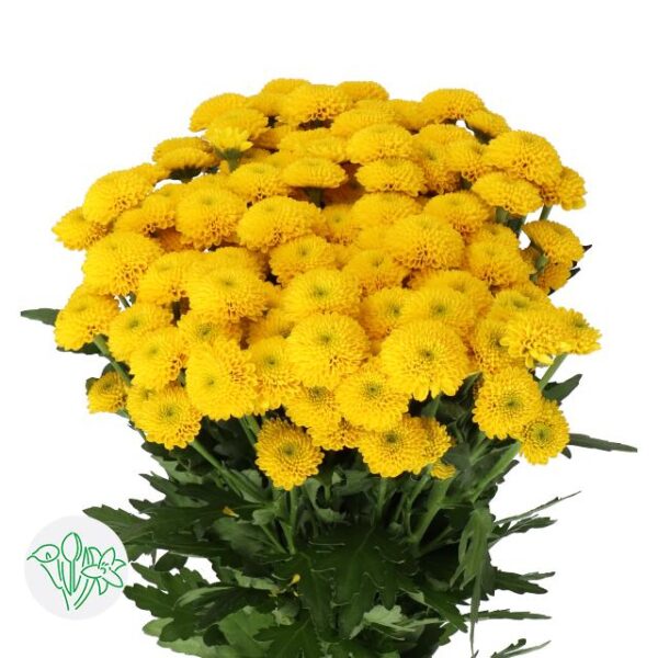 Chrysanthemum Santini Aurinko