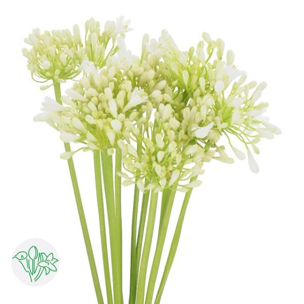 Agapanthus White Grace