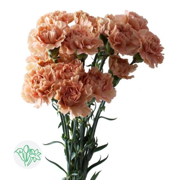 Carnation Caramel