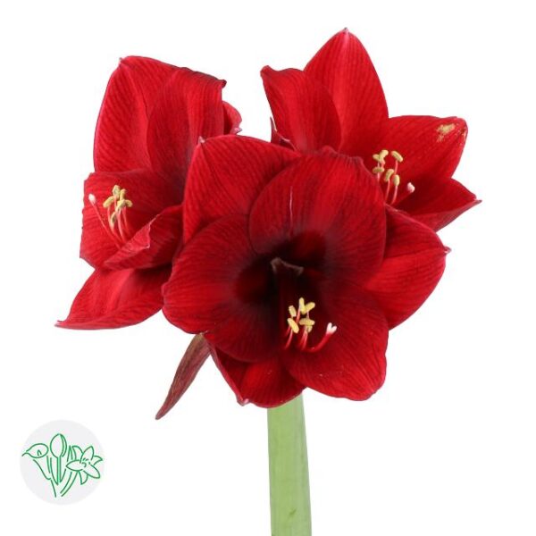 Amaryllis Night Fever