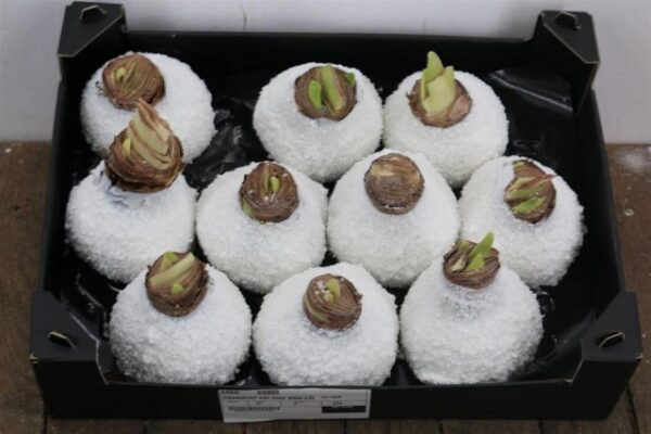 Amaryllis Bulb White Glitter
