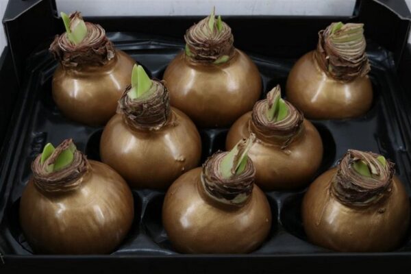 Amaryllis Bulb Gold