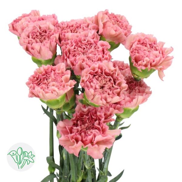 Carnation Lege Pink
