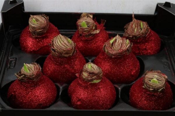 Amaryllis Bulb Red Glitter