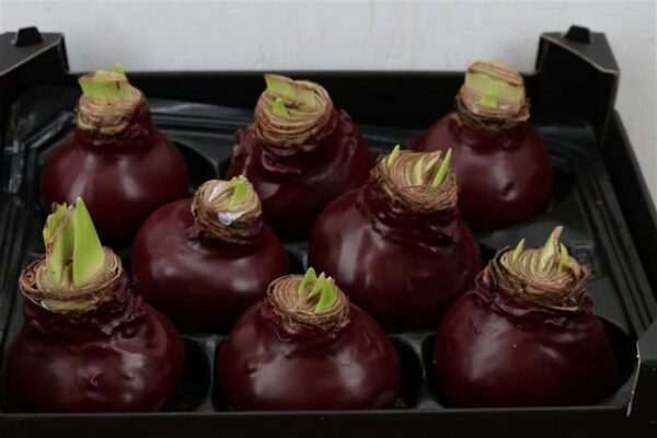 Amaryllis Bulb Burgundy
