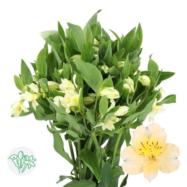 Alstroemeria Gigi Cream