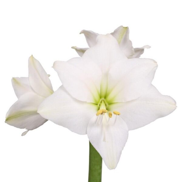 Amaryllis Costa Blanca