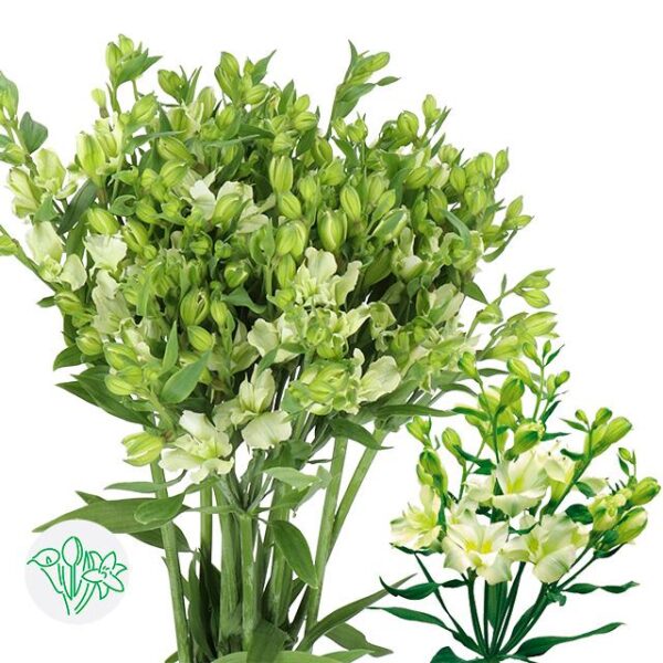 Alstroemeria Florinca Paradiso