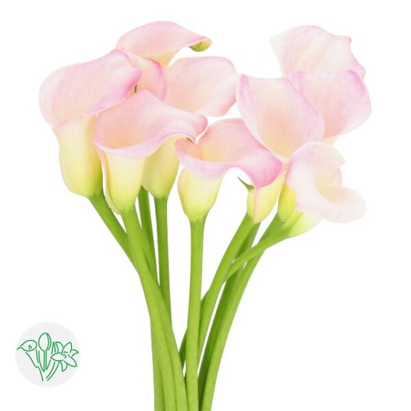 Calla Manila