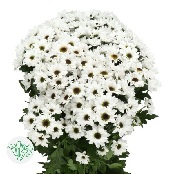 Chrysanthemum Santini Yin Yang
