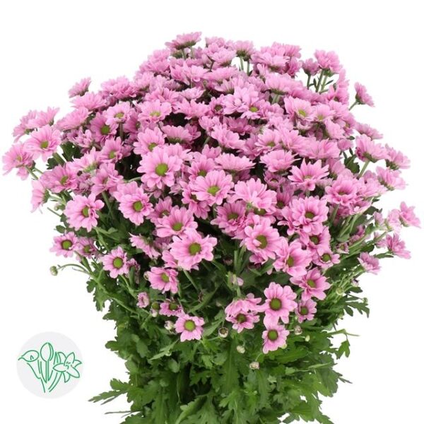 Chrysanthemum Santini Krissi