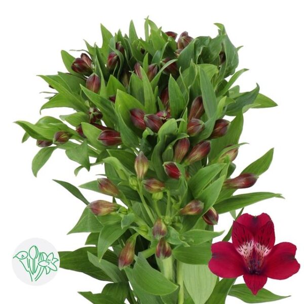 Alstroemeria Noize