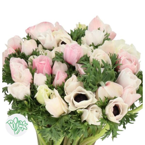 Anemone Mistral Salmon-White Super