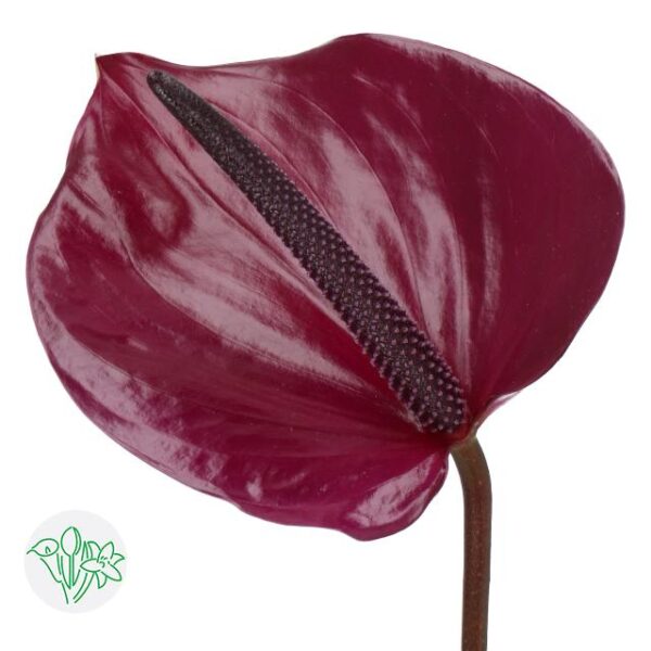 Anthurium Maravilla