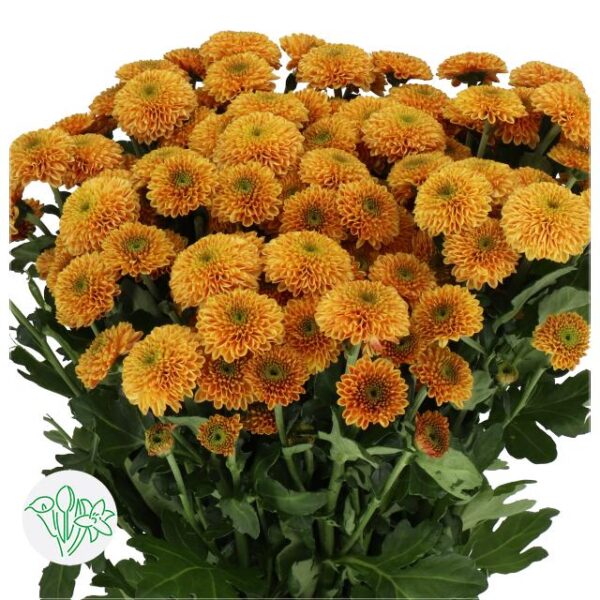 Chrysanthemum Santini Doria Orange