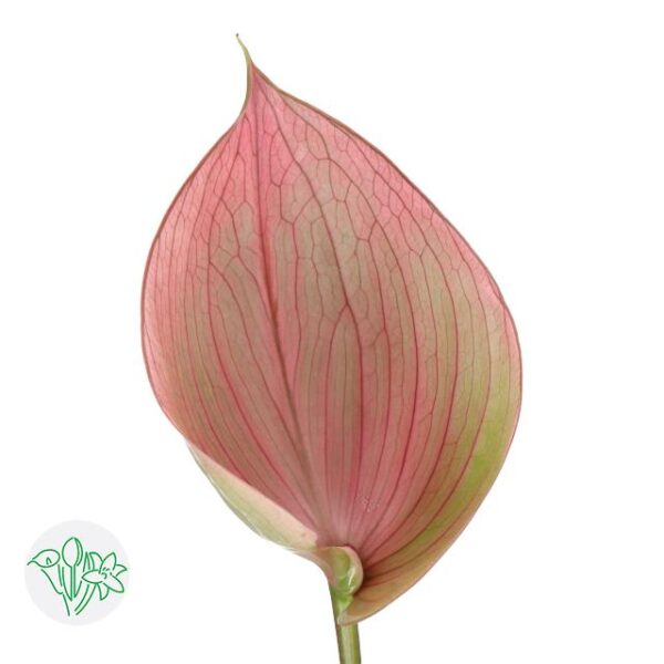 Anthurium Scoop