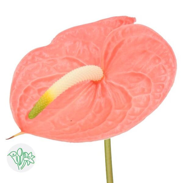 Anthurium Sante Royal