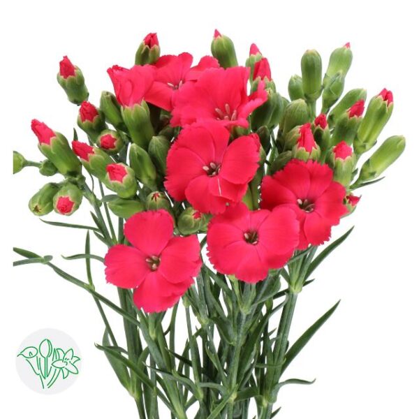 Carnation Solomio Spray Imre