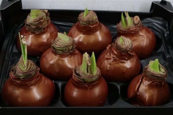 Amaryllis Bulb Copper