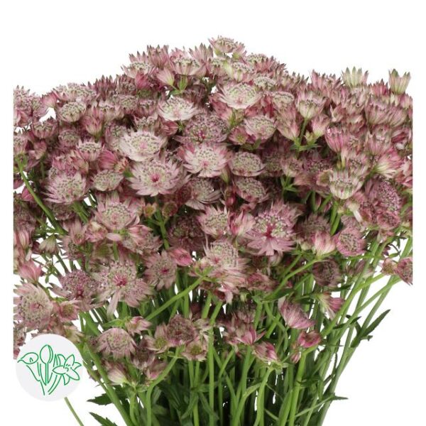 Astrantia Star Of Africa